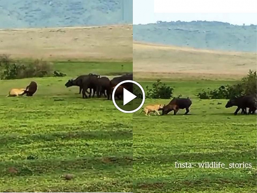 Lioness attacks on a calf