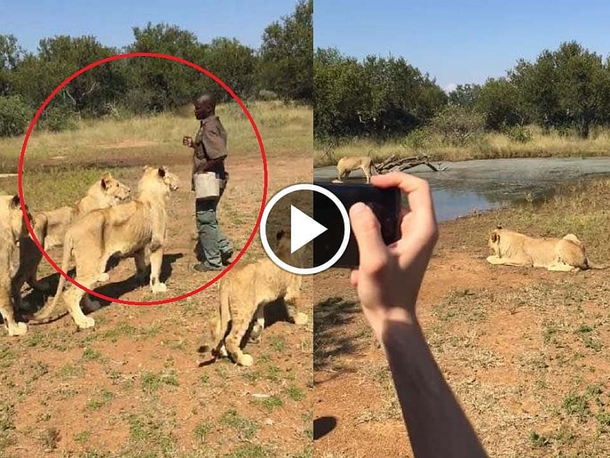 Watch viral video of Tourists walk with the Lions in South Africa