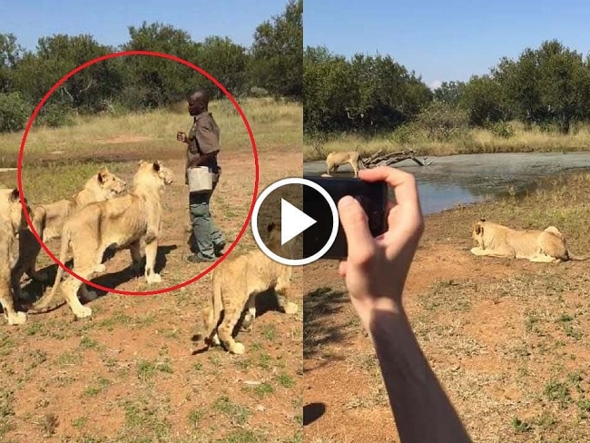 tourists walk with the lions in south africa and what will happen