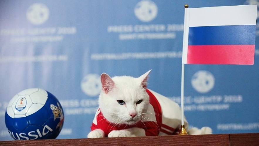 Russian Cat Predict the Winner of Euro 2020