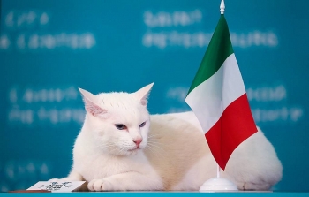Achilles Cat Predicts Italy Win Opening Match with Turkey at Euro 2020