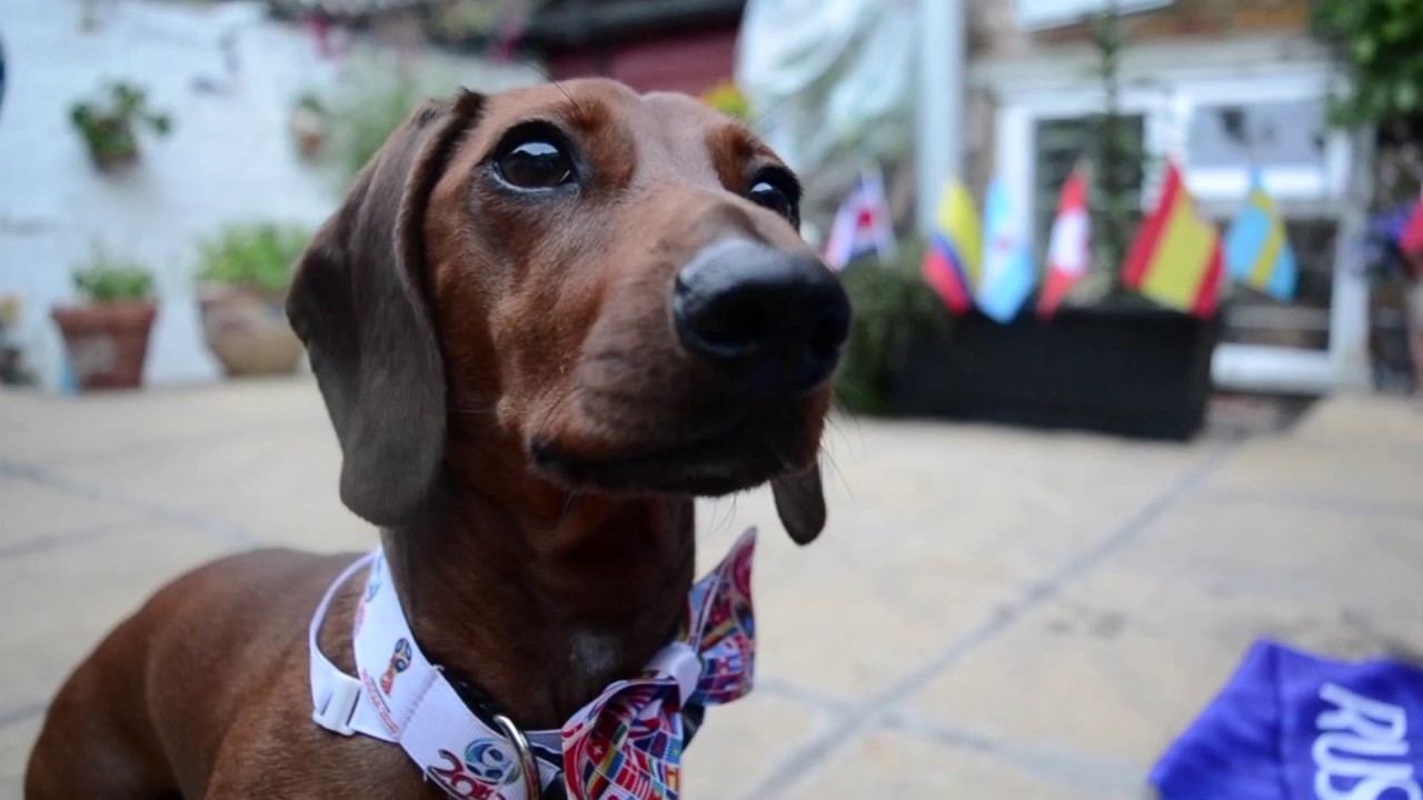 Dog R2D2 'The Psychic Sausage' Predicts Wales Win Over Switzerland at Euro 2020, June 12 Match