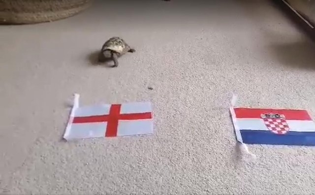 Tortoise Predicts the Winners at Euro 2020