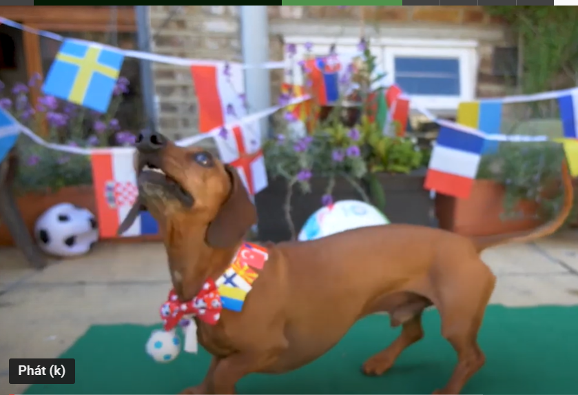 Psychic Sausage Dog Predicts Spanish Victory over Sweden