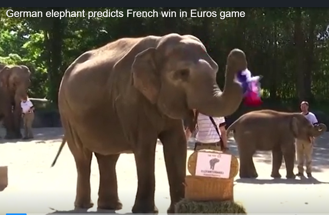 Elephant Predicts French Win Over German at Euro 2020