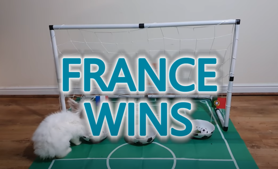 Bunny Rabbit Predicts Euro 2020: France Win Over Portugal