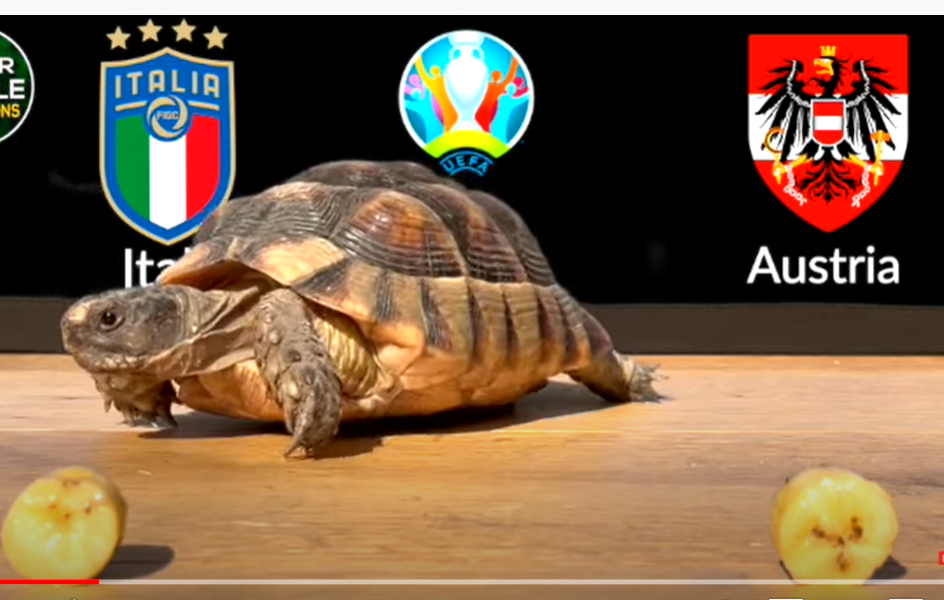 Super Turtle Predicts Euro 2020 - Italy vs Austria