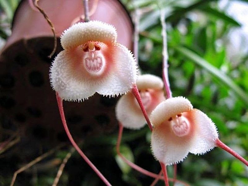 9 Weirdest Flowers in the World