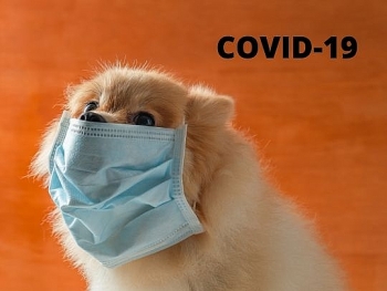 pet dog or cat gets sick i think its covid 19 what should i do