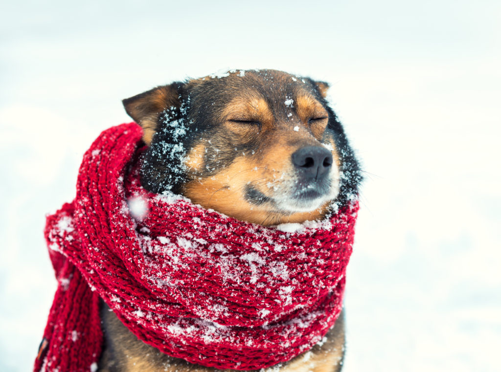 Dog With Red Scarf in Snow