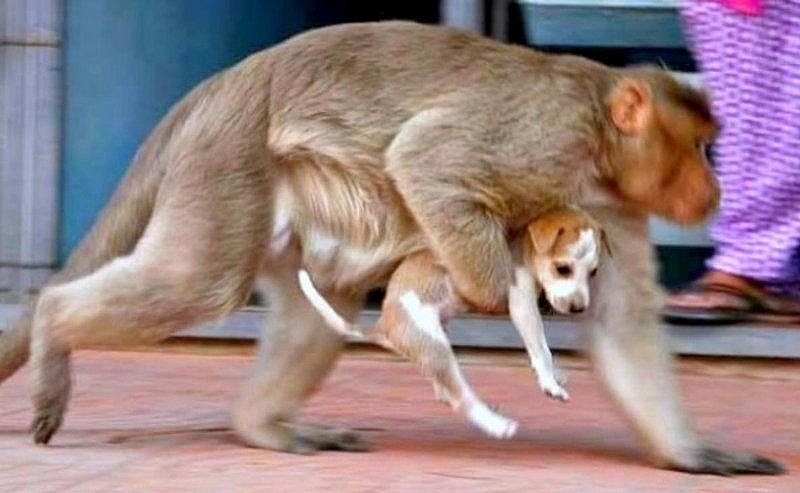 2 Monkeys Caught In Maharashtra In 'Revenge Killing' Of 250 Dogs