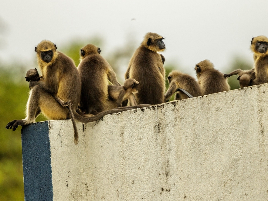The monkeys’ revenge!.. they killed 250 puppies and attacked children in India