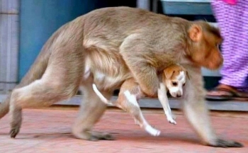 Monkeys Captured In India in 
